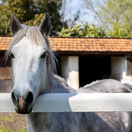 La Maison Des Poneys Le Pian-Médoc